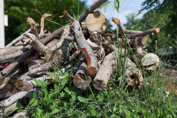 wywóz odpadów zielonych